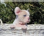 Small Photo #3 French Bulldog Puppy For Sale in CLINTON, NJ, USA
