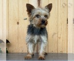 Small Photo #1 Yorkshire Terrier Puppy For Sale in ECONOMY, IN, USA