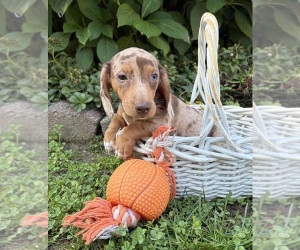 Medium Photo #4 Dachshund Puppy For Sale in MIDDLEBURY, IN, USA