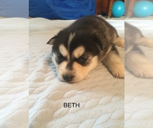 Siberian Husky Puppy for sale in FAIRFIELD, IL, USA