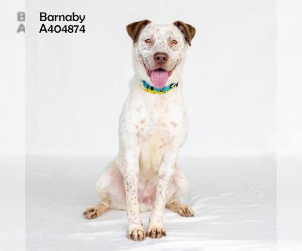 Medium Photo #3 American Pit Bull Terrier-Unknown Mix Puppy For Sale in Conroe, TX, USA