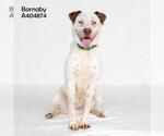Small #2 American Pit Bull Terrier Mix