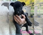Small #1 Labrador Retriever Mix