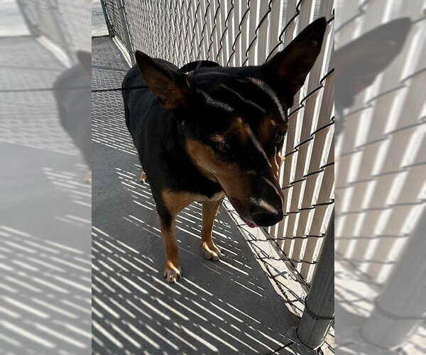 Medium Photo #1 Texas Heeler-Unknown Mix Puppy For Sale in HESPERIA, CA, USA