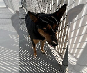 Texas Heeler-Unknown Mix Dogs for adoption in HESPERIA, CA, USA