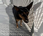 Small Texas Heeler Mix