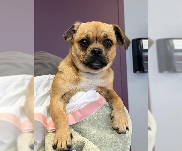 Medium Photo #1 Pug-Unknown Mix Puppy For Sale in Santa Cruz, CA, USA