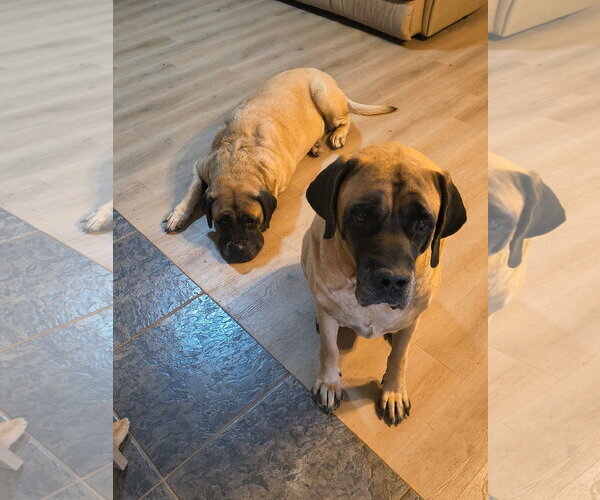 Medium Photo #2 Mastiff Puppy For Sale in Goodyear, AZ, USA