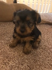 Yorkshire Terrier Puppy for sale in MIDDLETOWN, CT, USA