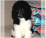 Small Photo #1 Poodle (Standard) Puppy For Sale in BELLA VISTA, AR, USA