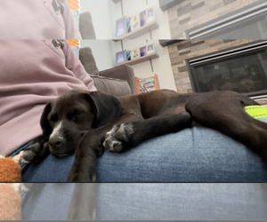 Bluetick Coonhound-Pointer Mix Dogs for adoption in Oakhurst, NJ, USA