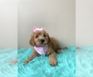 Goldendoodle (Miniature) Puppy for sale in ORLANDO, FL, USA