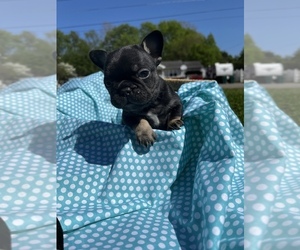 French Bulldog Puppy for sale in VIENNA, WV, USA