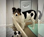 Small #1 Australian Shepherd