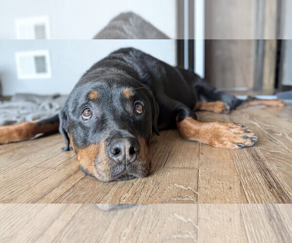 Medium Photo #5 Rottweiler Puppy For Sale in Omaha, NE, USA