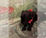 Puppy Puppy 2 Poodle (Toy)