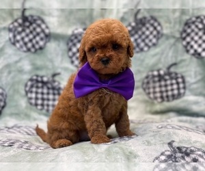 Cavalier King Charles Spaniel-Cavapoo Mix Puppy for sale in LAKELAND, FL, USA