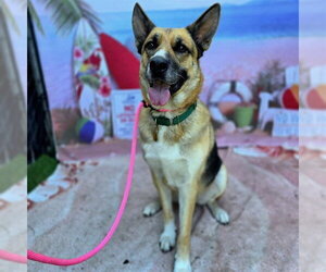 *WETHERBY - Male German Shepherd Dog Dog for Adoption - Photo #6