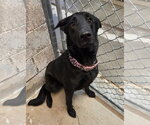 Petunia - Female German Shepherd Dog Dog for Adoption - Small photo