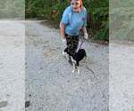 Small Photo #3 Siberian Husky Puppy For Sale in Frenchburg, KY, USA
