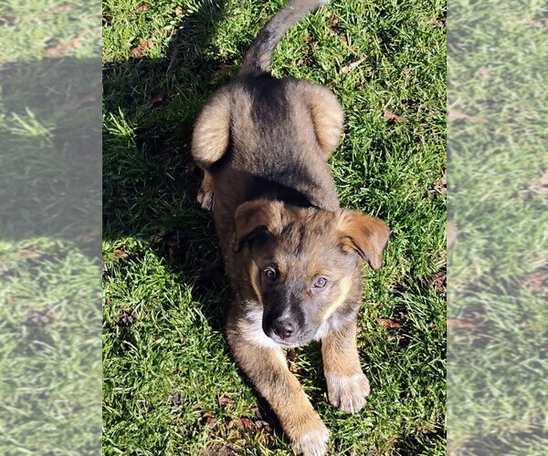 Medium Photo #1 Mutt Puppy For Sale in Polson, MT, USA