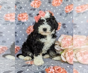 Miniature Bernedoodle Puppy for sale in OXFORD, PA, USA
