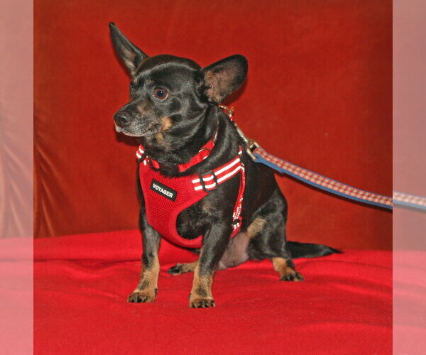 Medium Photo #1 Chihuahua-Unknown Mix Puppy For Sale in Rockaway, NJ, USA