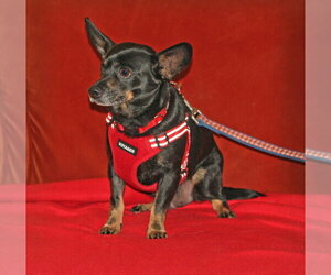 Chihuahua-Unknown Mix Dogs for adoption in Rockaway, NJ, USA