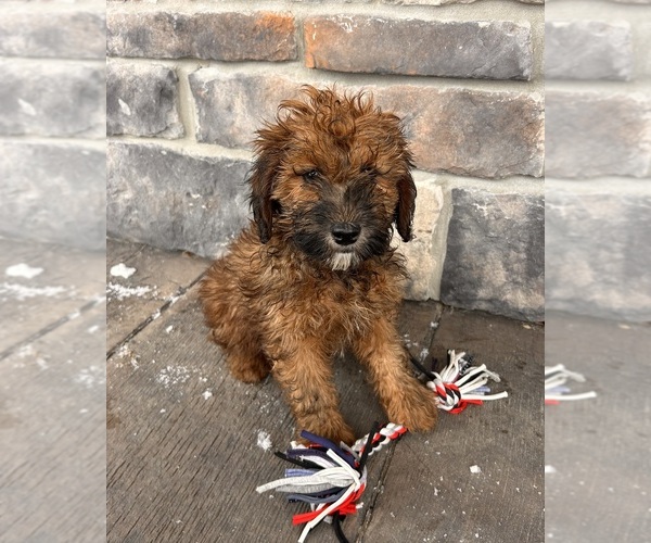 Medium Photo #3 Whoodle (Miniature) Puppy For Sale in MIDDLEBURY, IN, USA