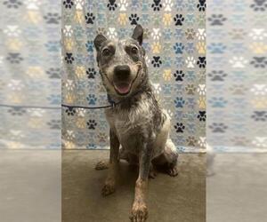Mutt Dogs for adoption in Rosenberg, TX, USA