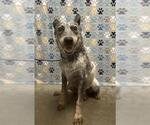 Small Mutt