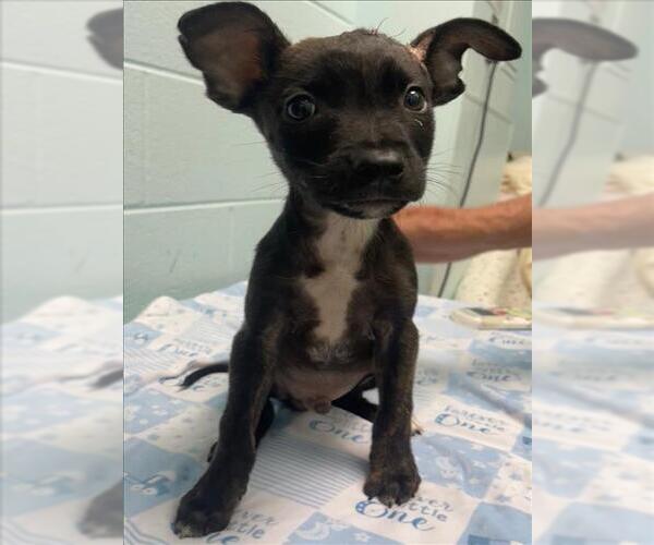 Medium Photo #1 Mutt Puppy For Sale in Tulsa, OK, USA