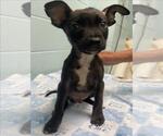 Small Mutt