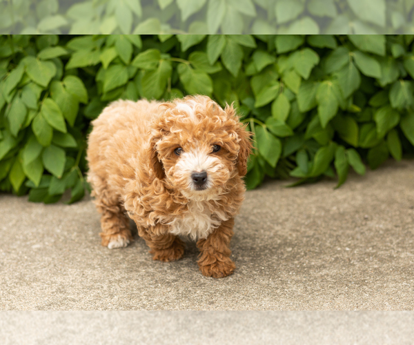 Medium Photo #4 Poodle (Miniature) Puppy For Sale in NAPPANEE, IN, USA