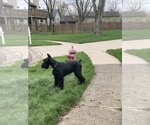 Small #40 Schnauzer (Giant)
