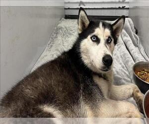 Huskies -Unknown Mix Dogs for adoption in Conroe, TX, USA