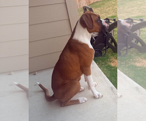 Medium Photo #3 Boxer Puppy For Sale in Austin, TX, USA
