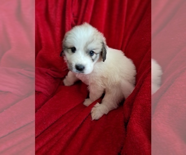 Medium Photo #15 Great Pyrenees Puppy For Sale in BANCROFT, WI, USA