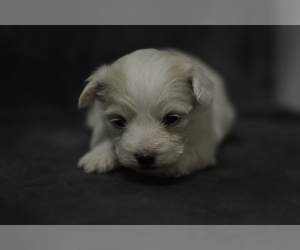 Mal-Shi Puppy for sale in MONROE, NY, USA