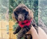 Small Photo #16 Poodle (Toy) Puppy For Sale in PALO ALTO, CA, USA