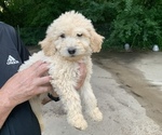 Puppy 5 Goldendoodle