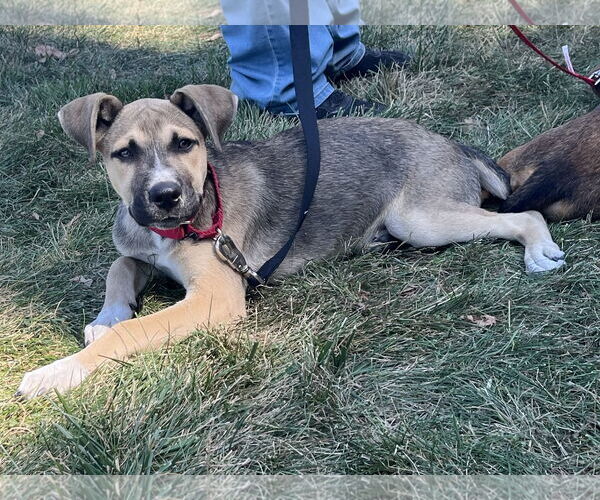 Medium Photo #2  Puppy For Sale in , 