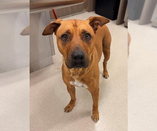 Medium Photo #1 Black Mouth Cur-Unknown Mix Puppy For Sale in Baytown, TX, USA