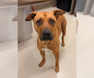 Black Mouth Cur-Unknown Mix Dogs for adoption in Baytown, TX, USA