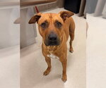 Small Black Mouth Cur Mix