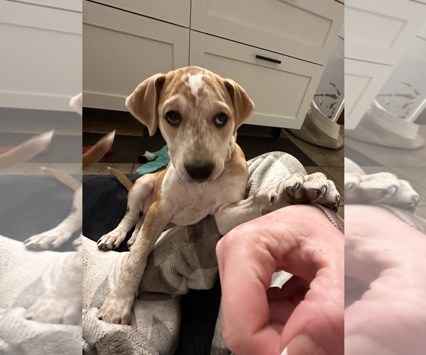 Medium Photo #6 Mutt Puppy For Sale in Plainfield, IL, USA