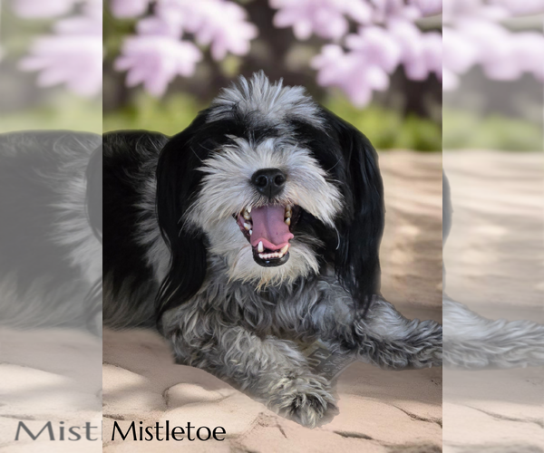 Medium Photo #3 Shih Tzu-Unknown Mix Puppy For Sale in Phelan, CA, USA