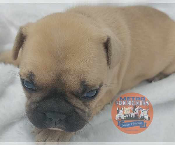 Medium Photo #50 French Bulldog Puppy For Sale in MANHATTAN, NY, USA