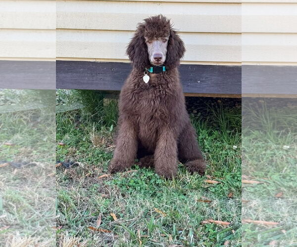 Medium Photo #1 Poodle (Standard) Puppy For Sale in Pacolet, SC, USA