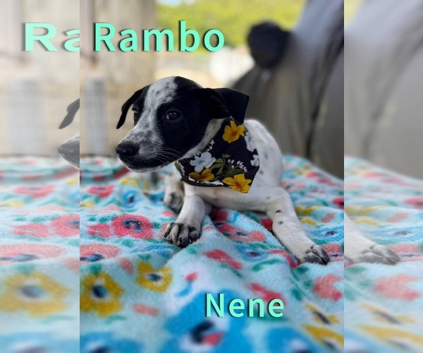 Medium Photo #4 Pointer-Unknown Mix Puppy For Sale in Jefferson, NJ, USA